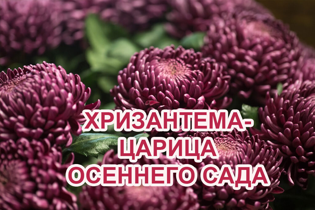 Что за цветок хризантема