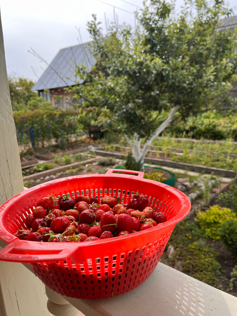 Такую корзинку мы собирали почти каждое утро.