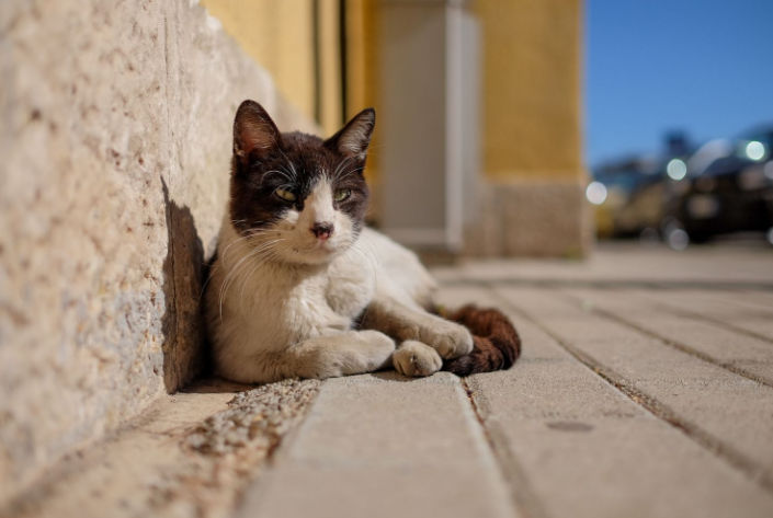 Почему в Южной Корее кошек кормят по ночам | Азия без фотошопа | Дзен