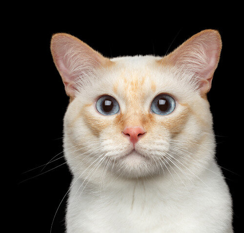 Контролировать питание и питьевой режим кошки