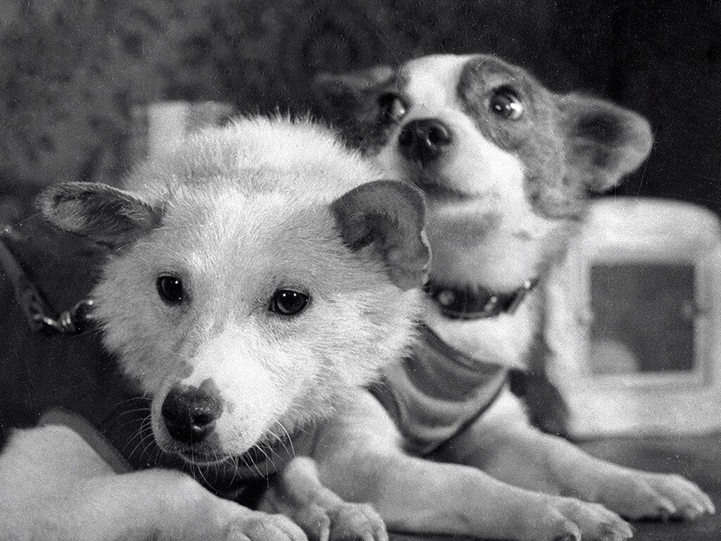 Самые прославленные собаки в истории 