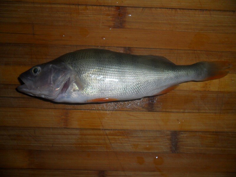 толстолобик hypophthalmichthys molitrix. линь обыкновенный. рыба белорыбица. толстолобик речная рыба. рыба с мелкой чешуей и белым мясом.