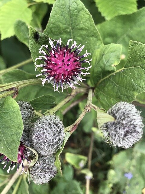 Лопух войлочный