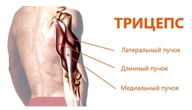 Описание трицепса