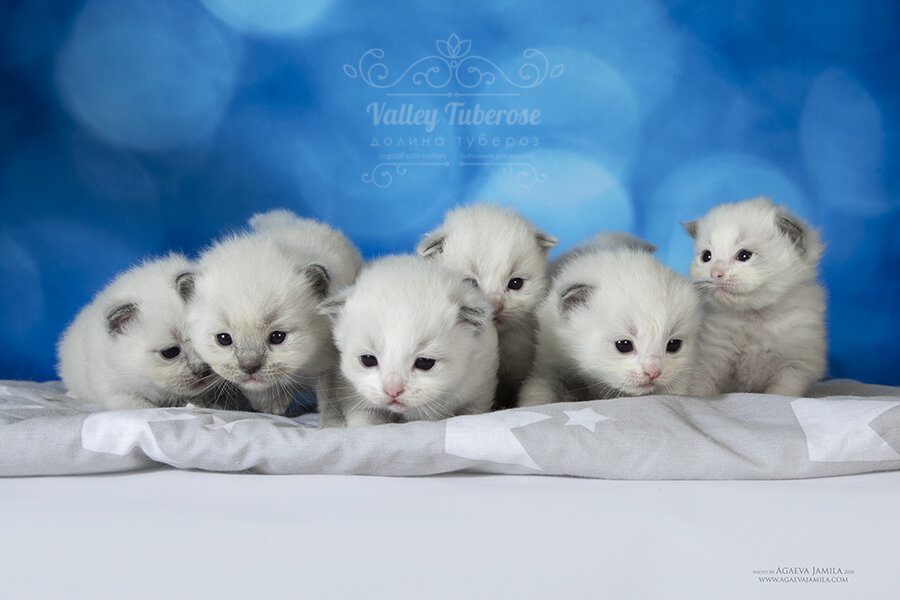 Малышам нужно пока только молоко... 