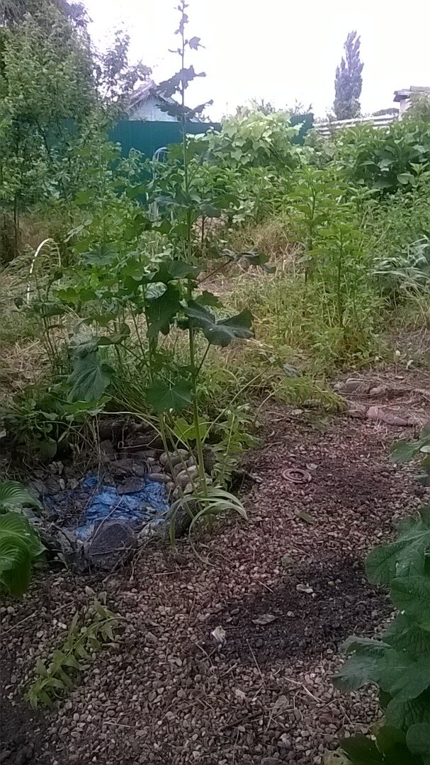 Траву немного прорвала (на переднем плане), но позади "не паханное поле"...