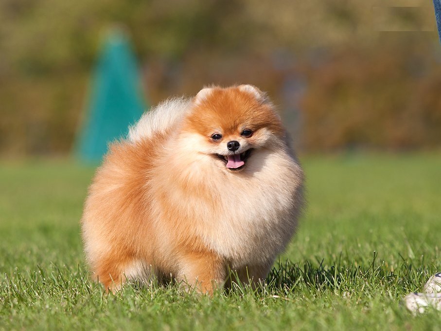 Померанский шпиц.