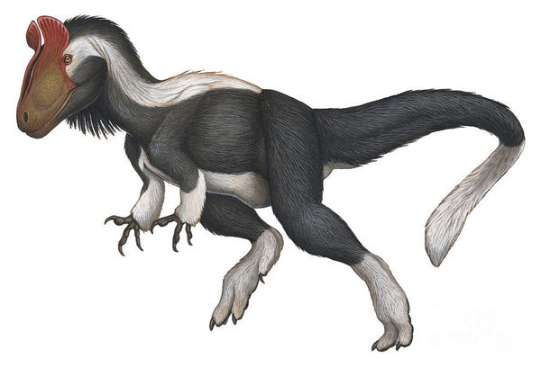 Крайне забавное существо : мама-мурвьед,папа-комодский варан! Фото из свободных источников.