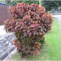 Акалифа Уилкса