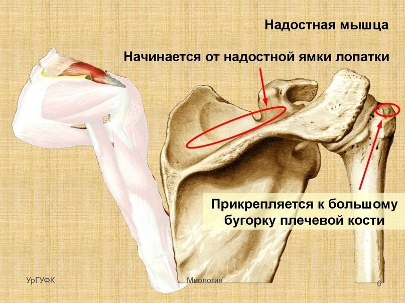 Надостная мышца плеча фото где находится