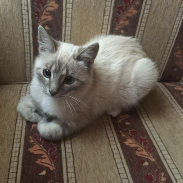 Незнакомая мне кошечка с просторов Интернета, метис тайской, просто ошеломительно похожая на героиню истории (не на Милу, естественно, а на спасаемую кошку).