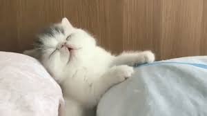 Сладких всем снов!