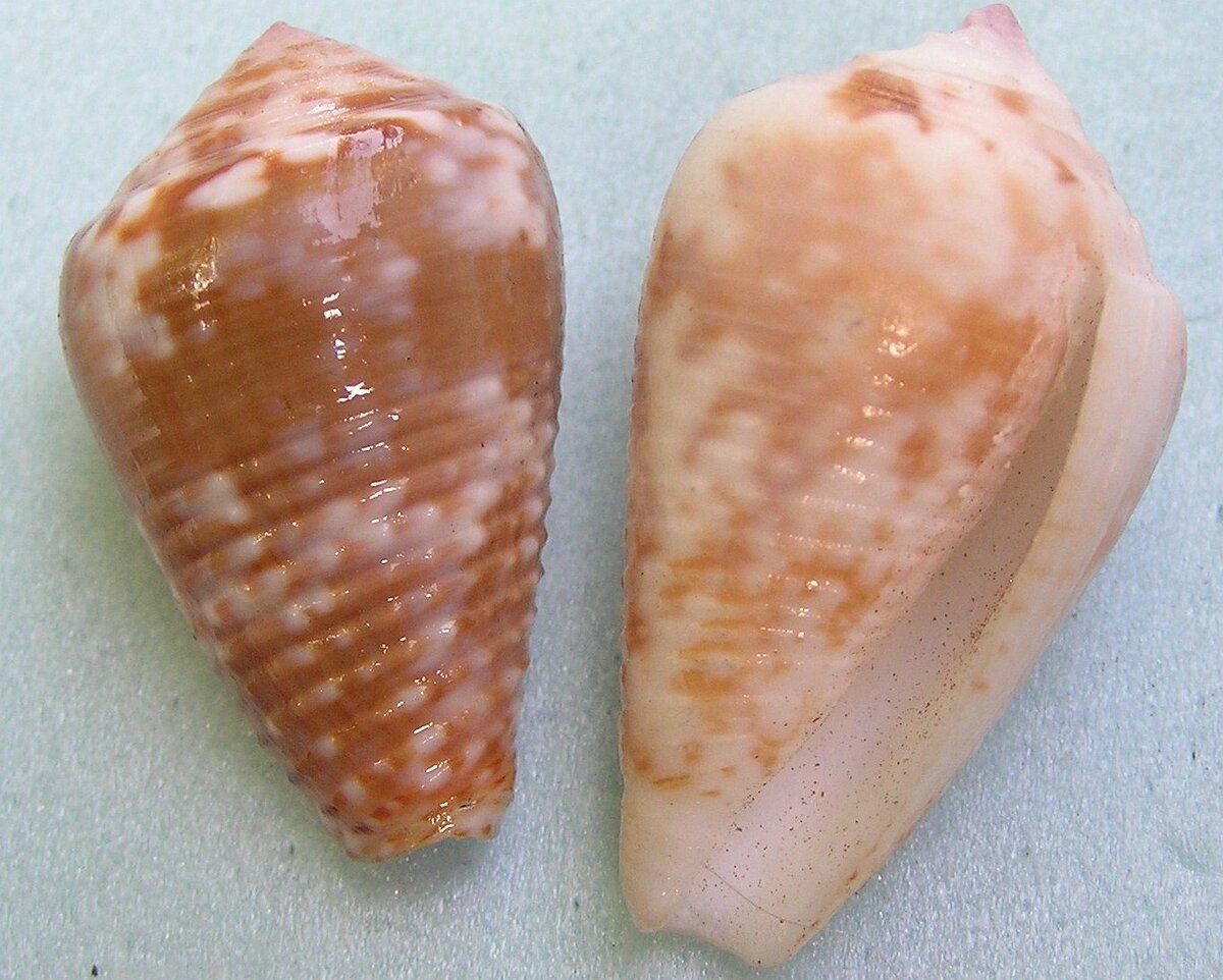 Улитки Conus catus оказались удивительно быстрыми хищниками. Фото Wikimedia Commons.