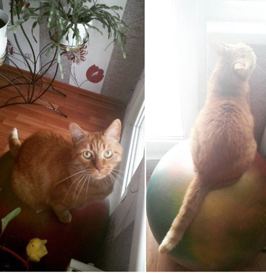 Если сравнить размеры фитбола и кота, видно, что он совсем не Кроха