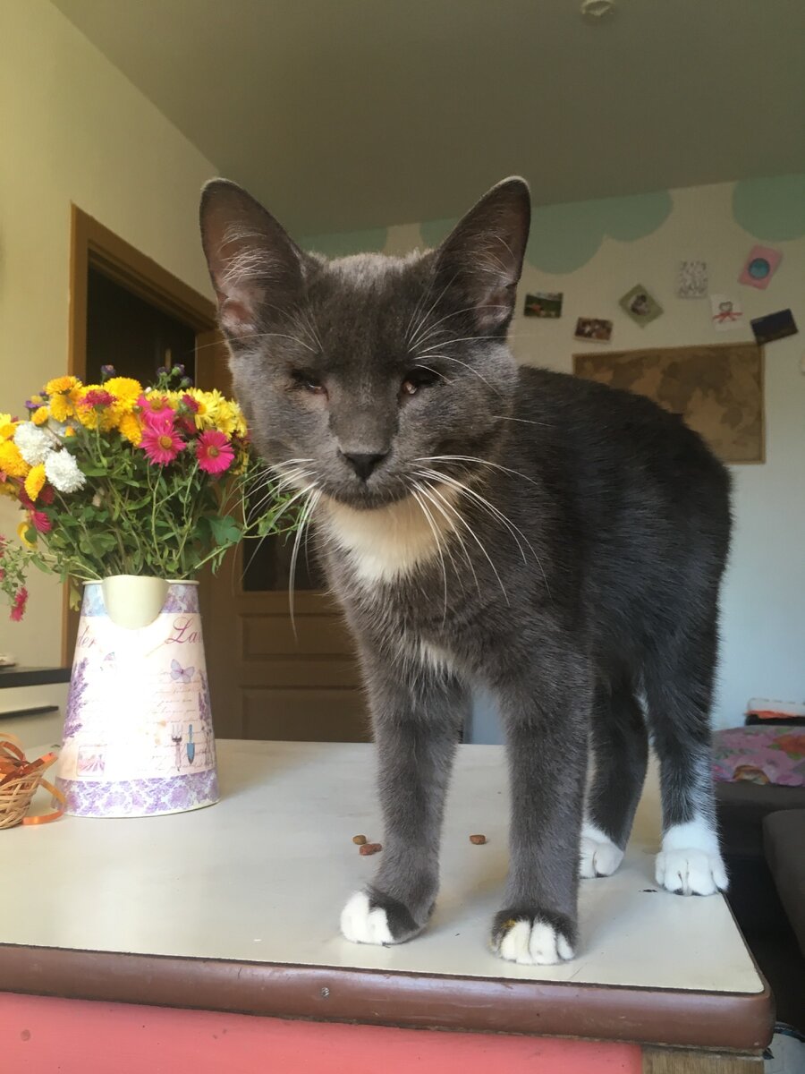 Как живут слепые кошки