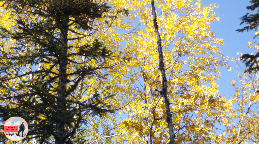 Осень в лесу