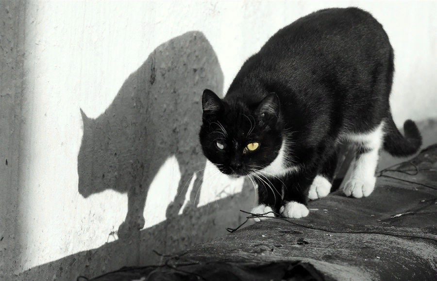 Да, конечно же ,кот крался не в подвале, а по чистенькому коридору между квартирами. Но очень уж выразительная фотография, не могла я пройти мимо!