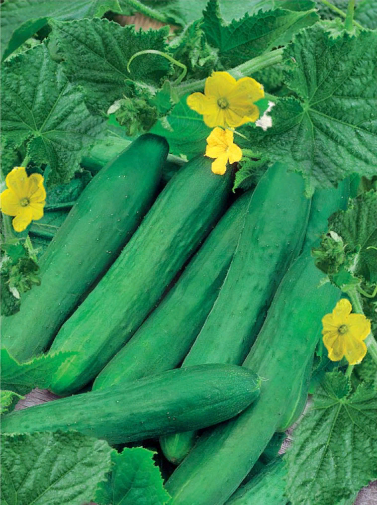 Зозуля. Источник изображения - https://1semena.ru/product/ogurets-zozulya-f1_1/