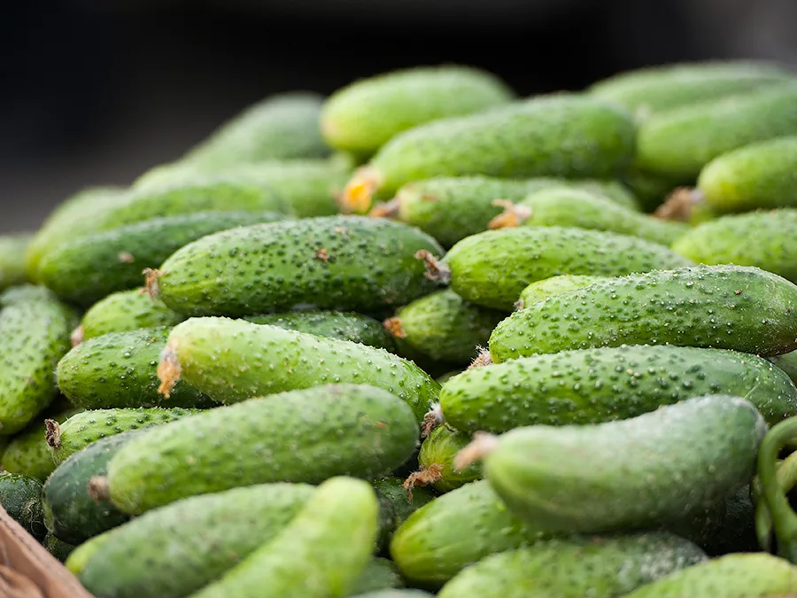 Клавдия. Источник изображения - https://7ogorod.ru/paslenovyj-i-tykvennye-ovoshhi/ogurcy-klavdia.html