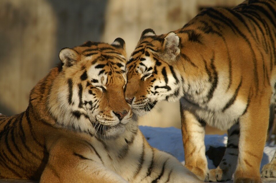 Источник: https://cdn.pixabay.com/photo/2013/11/24/21/52/animals-217652_960_720.jpg