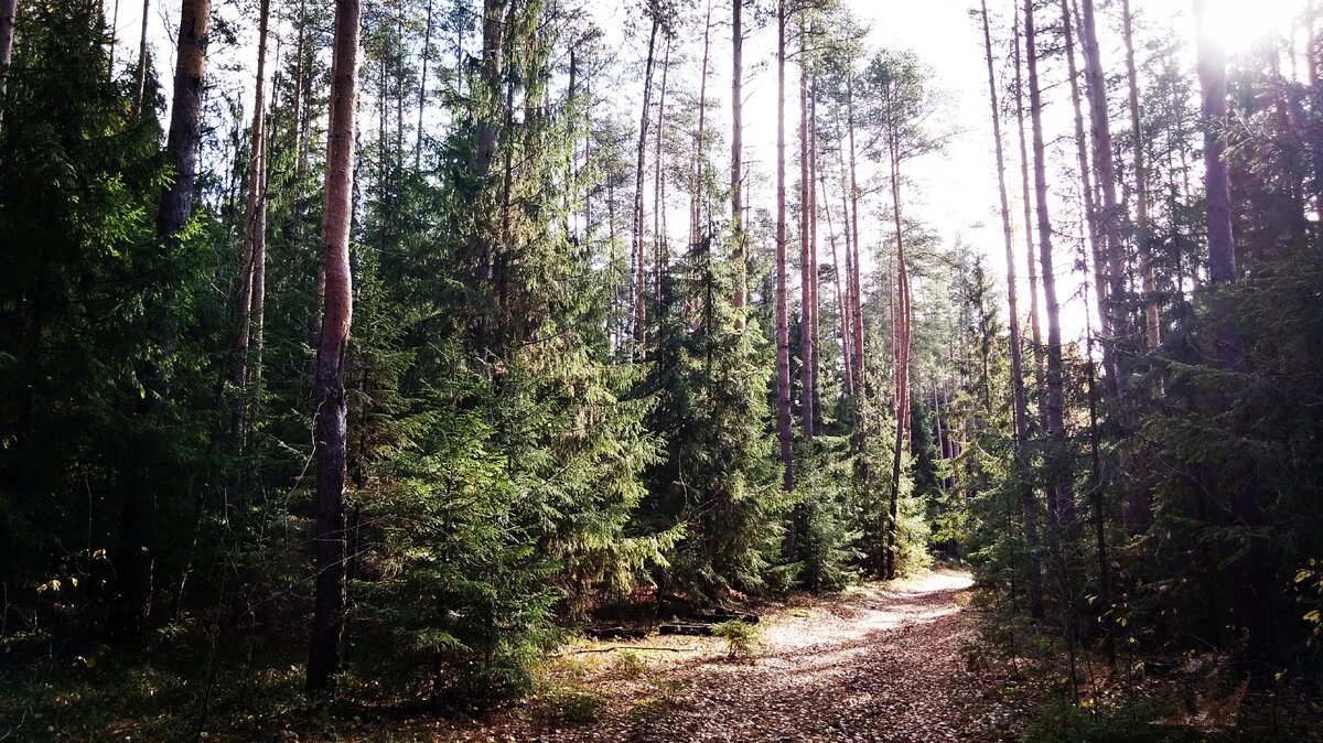 Сюда ещё не добрались...