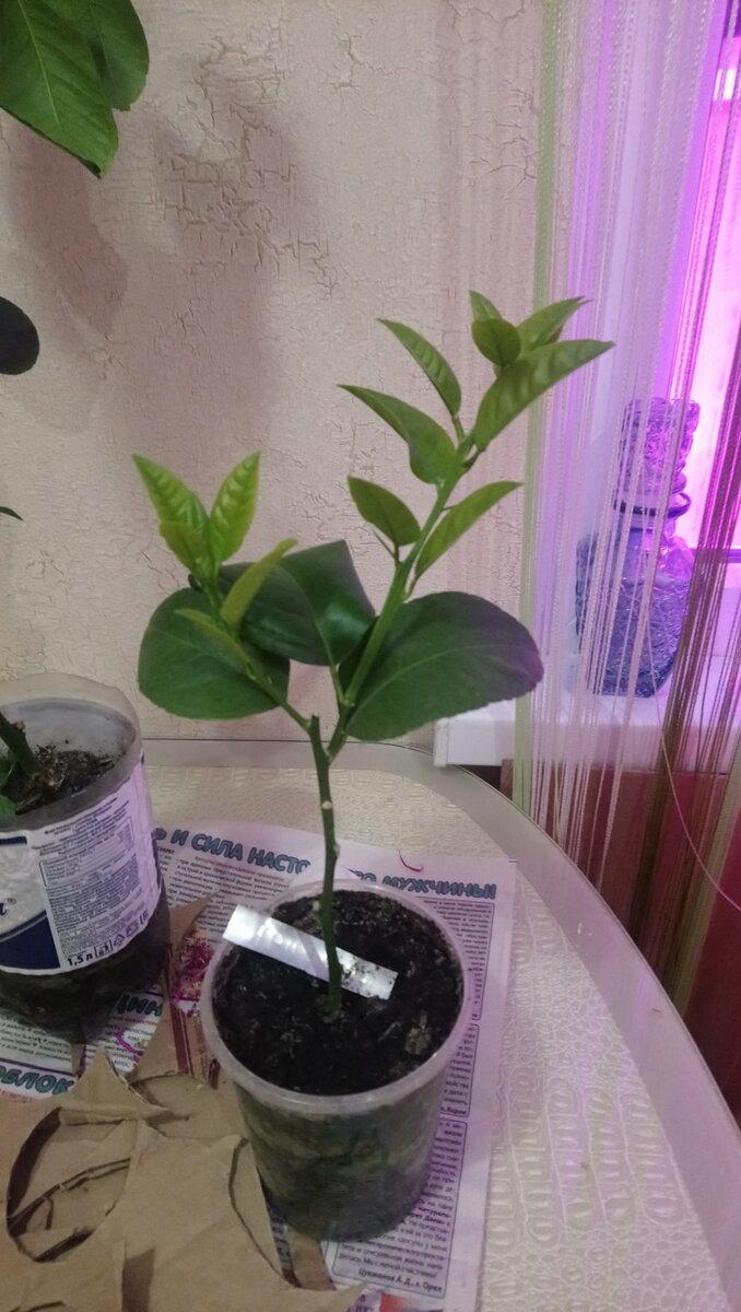 моя прививка