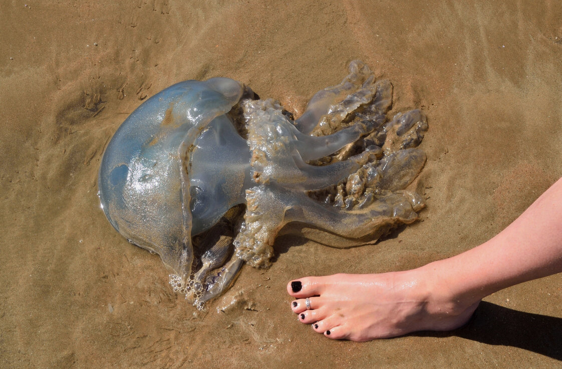 Картинки JELLYFISH ПЕРЕВОД
