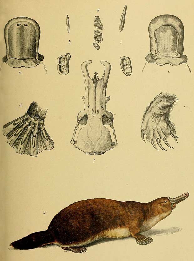 Особенности утконоса