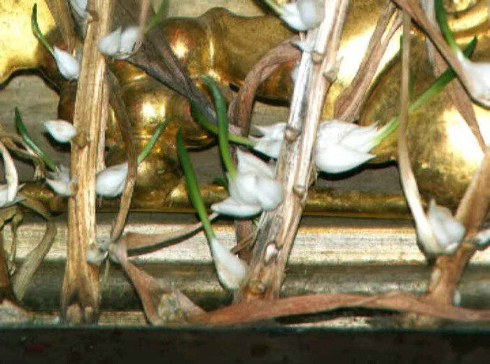 Фото взято из открытого источника. Распускающиеся лилии из сухих стебельков. 