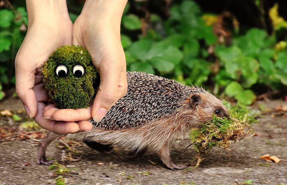 Источник: pixabay.com/ru/photos/мох-экология-окружающая-среда-2839538/