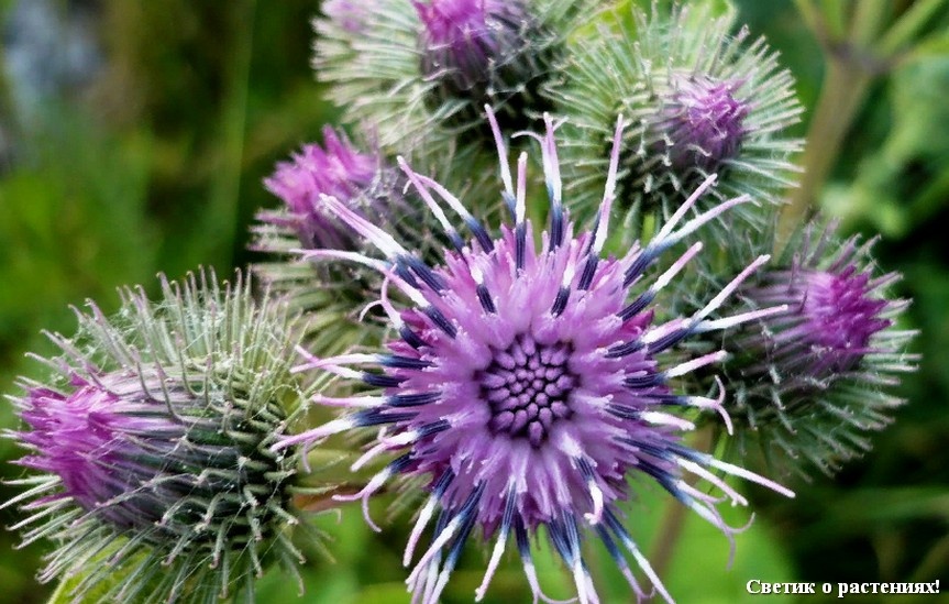Кто сказал, что лопух не красивый?