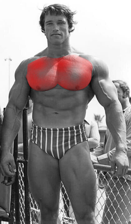 Грудные мышцы Арни.