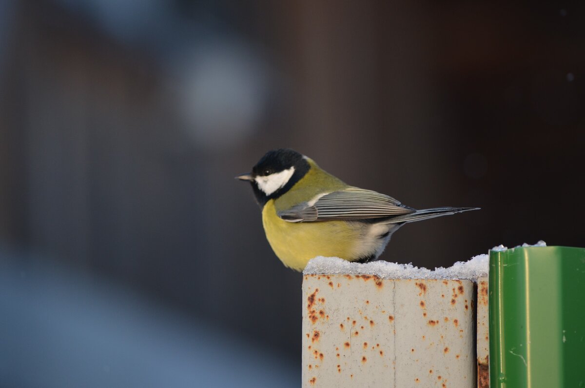 Синичка поселилась где-то за обшивкой дома. Фото автора