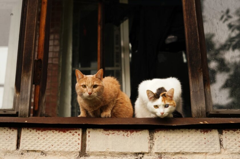 Две кошки, Австралия