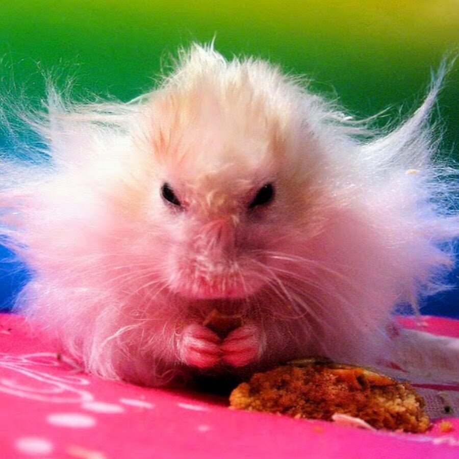 Фото из Сети.