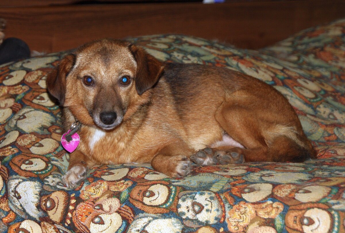 Собака Перчик из Банды Дворян