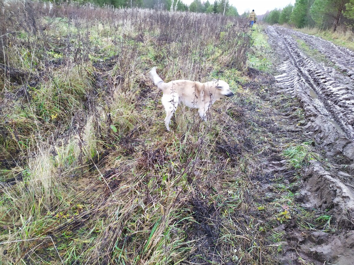 Внезапный сторож