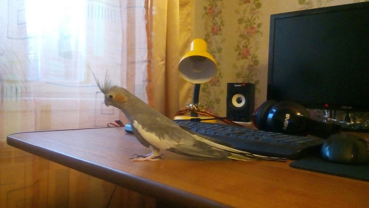 Наш попугай Чип, а потом Чипа