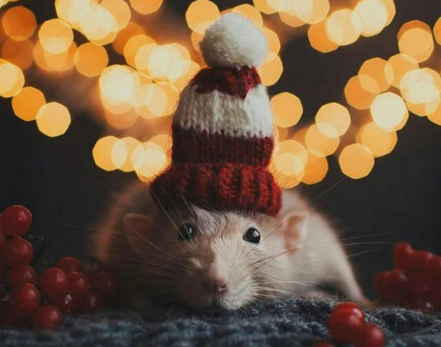 Белая металлическая крыса 