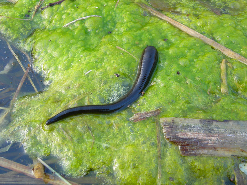 Hirudotherapy. Medical Leeches in a Glass in Water Stock Image - Image of health