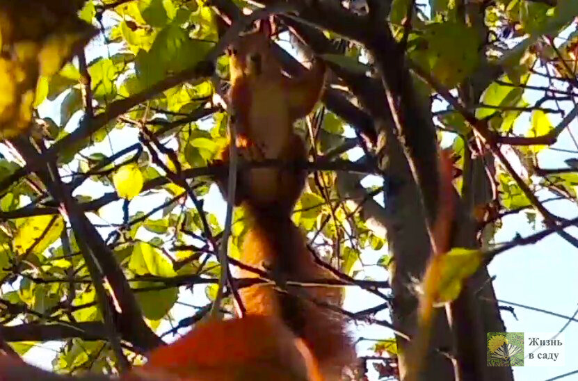 Этот кадр удалось сделать осенью, как раз у нее был поход за орехами