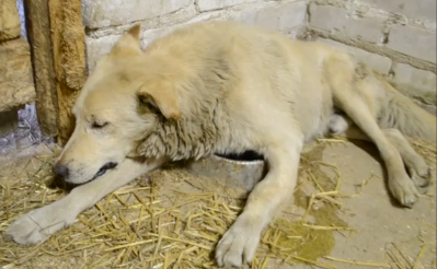 В полусознательном состоянии