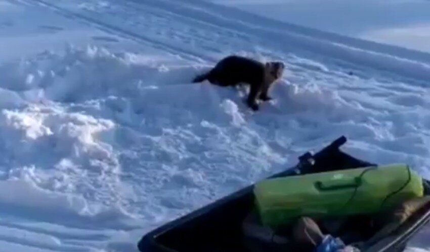 Фото: Instagram @ohota_rybalka_sakhalin