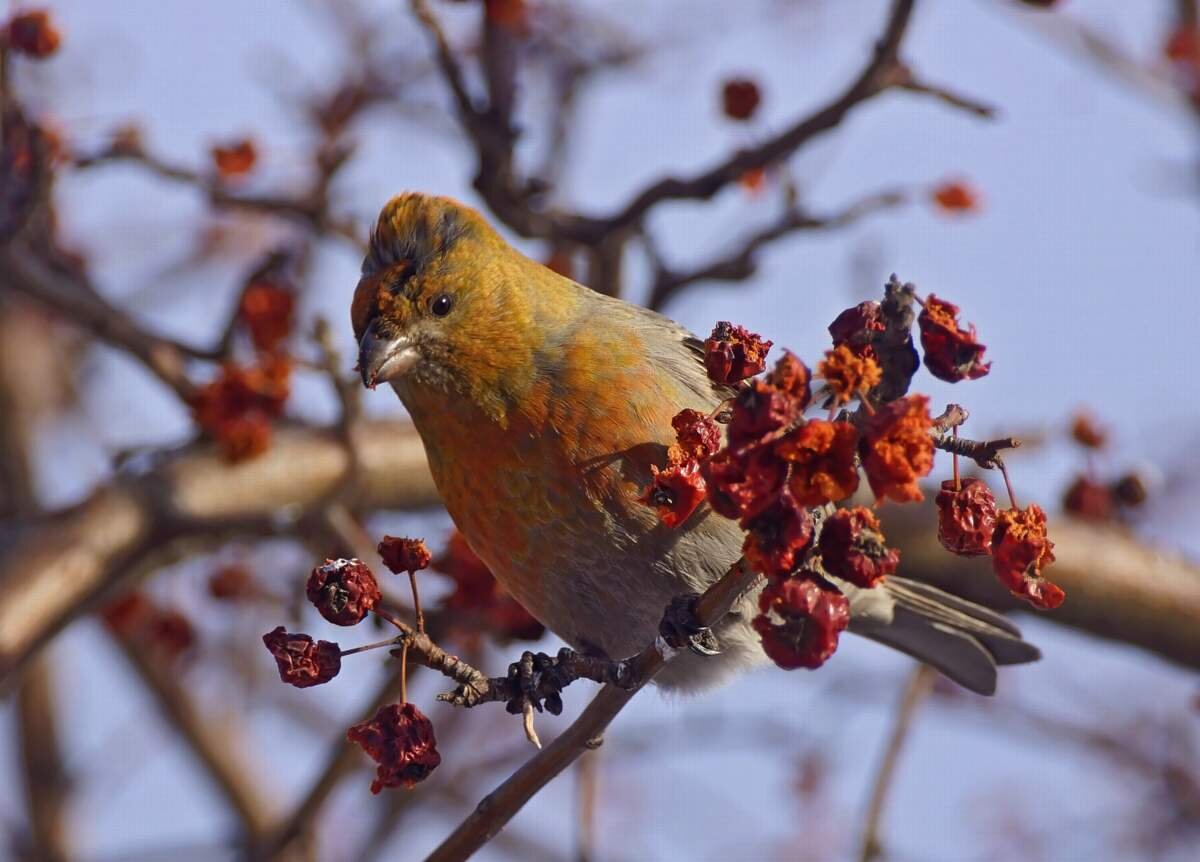 Элинор Пейт/"Шушенский бор"