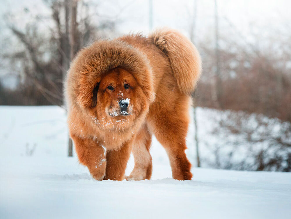 Тибетский мастиф