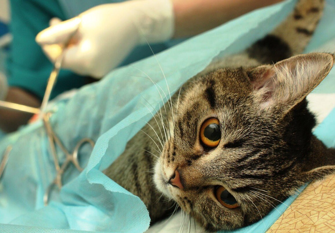 Где стерилизовать кошку: в клинике или дома?