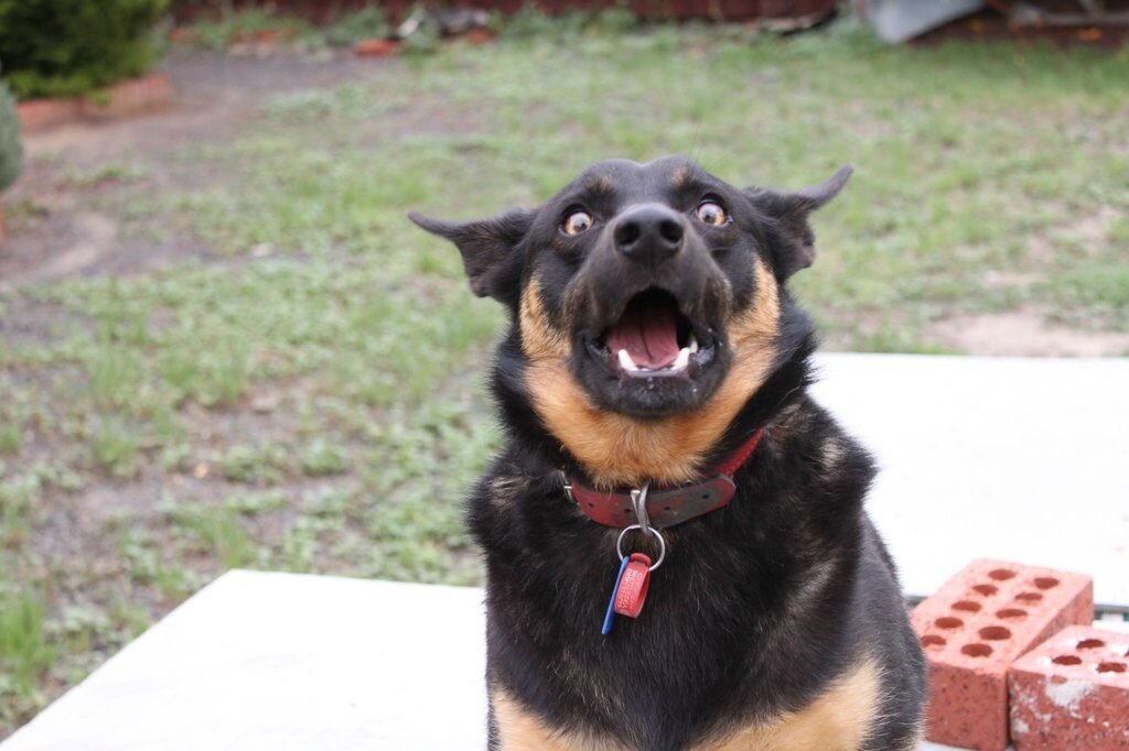 Рейтинг самых здоровых собак