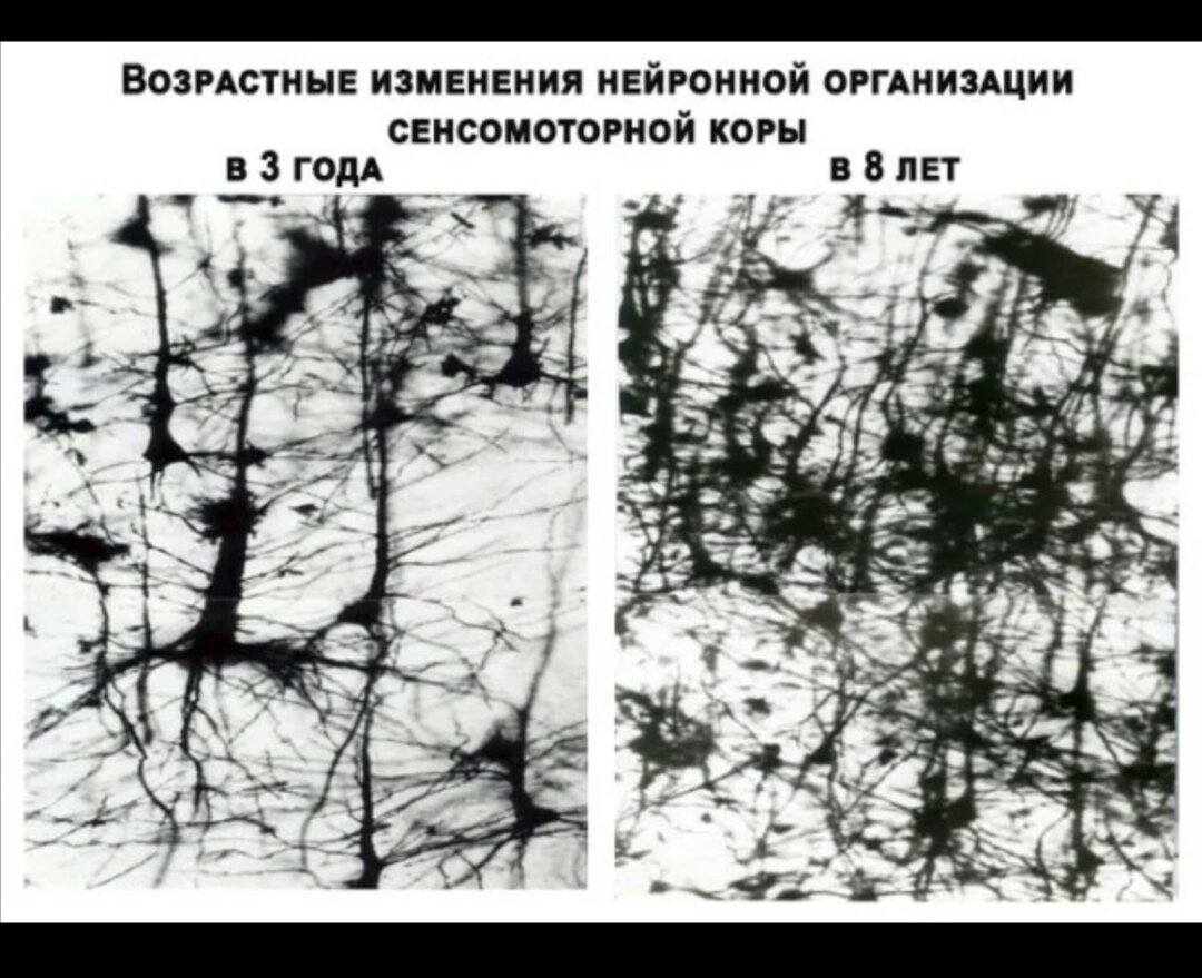 Срез сенсомоторной коры головного мозга 