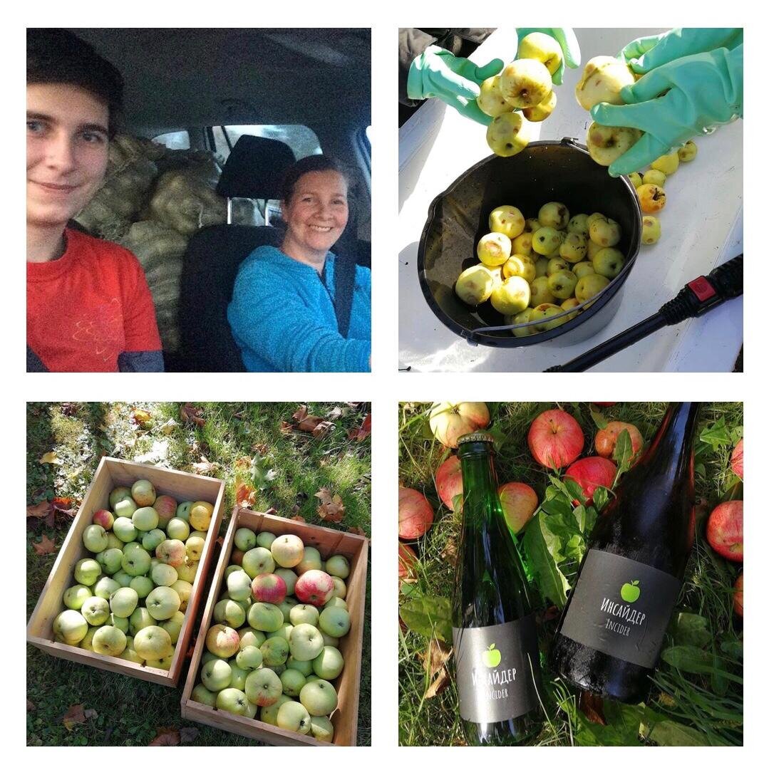 Собрать яблоки, отжать сок, выдержать 6 месяцев и только потом наслаждаться.