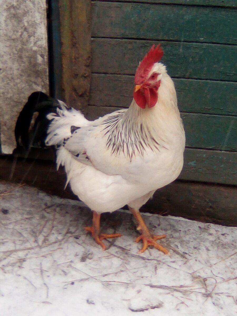 Знакомьтесь, на Пётр. 